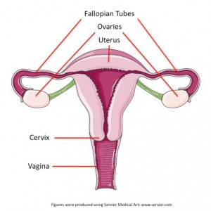 utero-300x300
