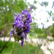 vitex